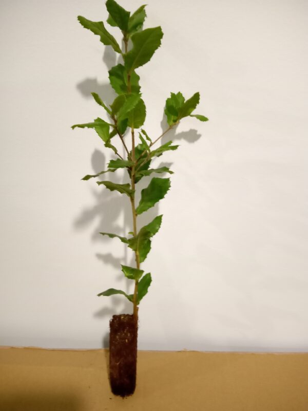 Holm Oak - Image 2