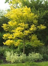 Honey Locust sunburst gleditsia trianthos