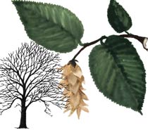 Hop Hornbeam (Ostrya Carpinifolia)