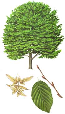 Native Hornbeam (Carpinus Betula)