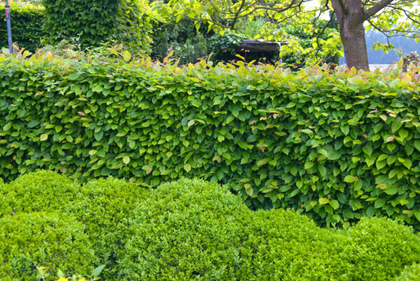 Hornbeam Tree/Hedging