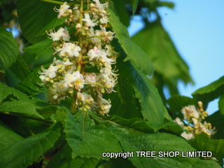 Horse Chestnut (Aesculus Hippocastanum)