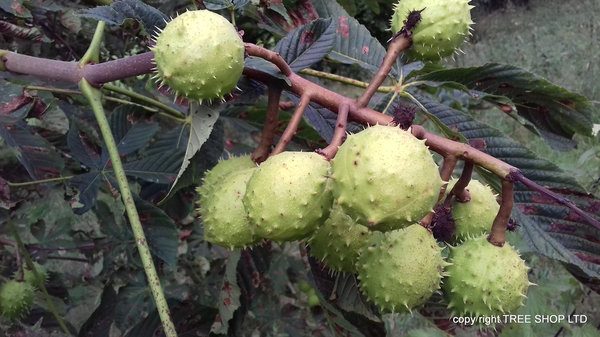 horse chestnut tree conkers