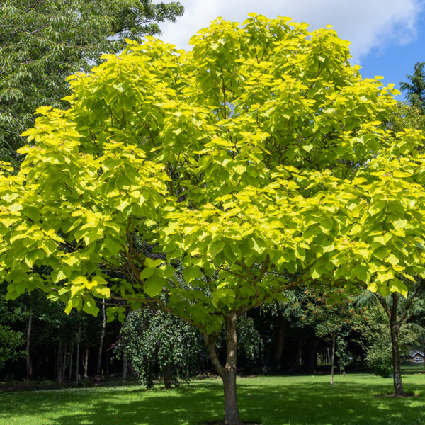 Golden Indian Bean Tree (Catalpa bignonioides Aurea)