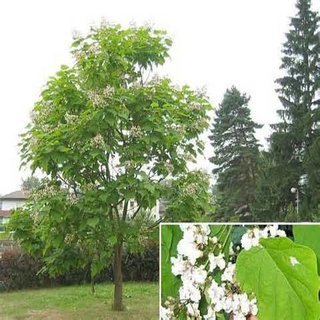 Indian bean tree