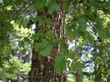 Italian Alder trees hedging