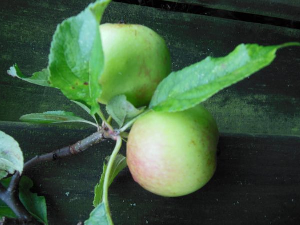 apple tree james grieve patio fruit tree