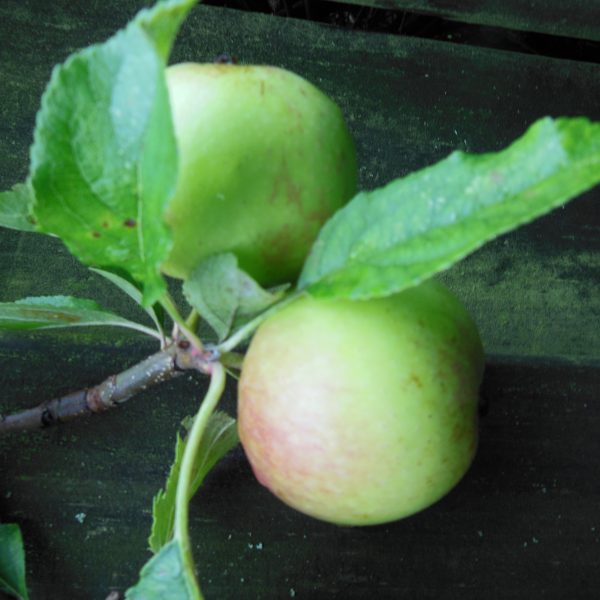apple tree james grieve patio fruit tree