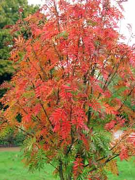 japanese rowan trees