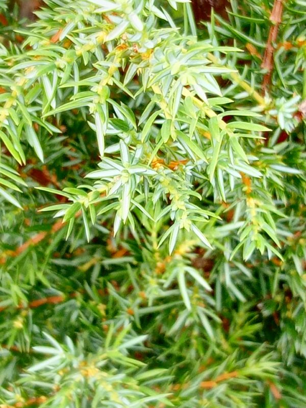 Irish Juniper - Image 2