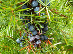Juniper Juniperus Hibernica