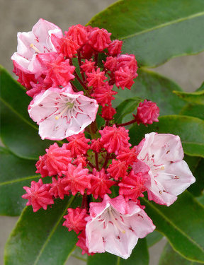 Mountain Laurel 'kalmia latifolia'