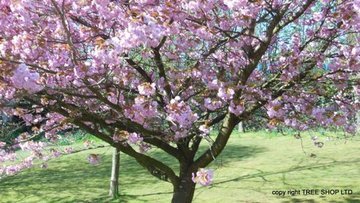 cherry kanzan prunus kanzan double blossom