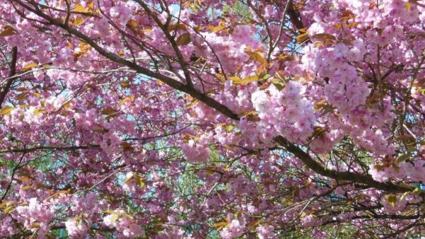Cherry Kanzan Prunus Kanzan double blossom