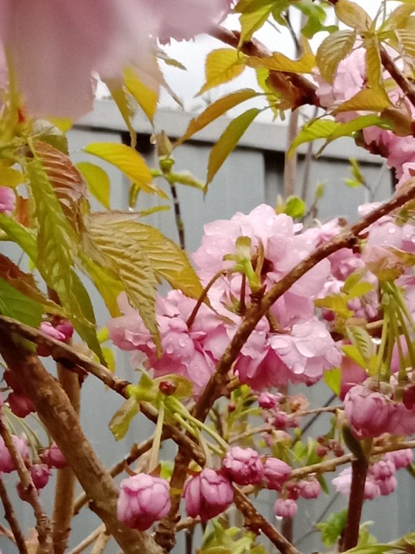 Prunus Kiku-Shidare zakura weeping cherry