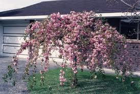 weeping cherry tree