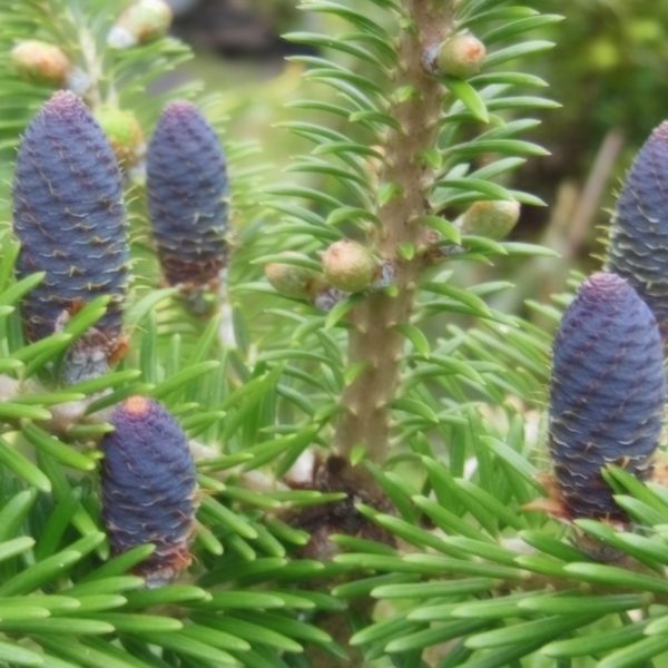 korean fir