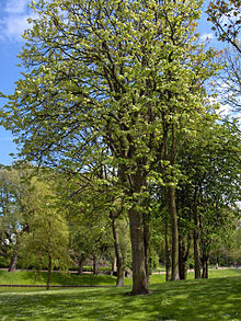 large leaved lime tree
