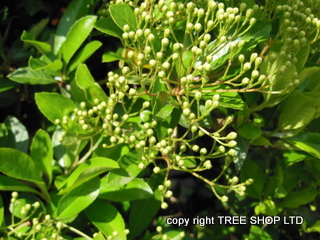 Laurel hedging plants (prunus lauroceraus)
