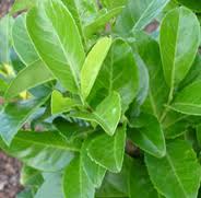laurel hedging leaf