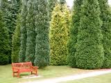 lawson ctpress hedge
