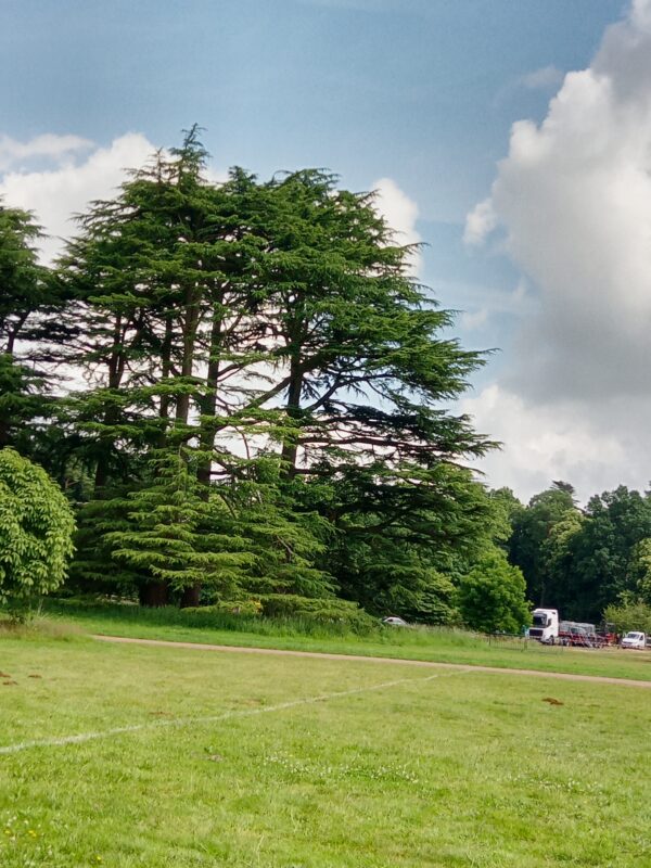 Cedar of Lebanon Tree - Image 3