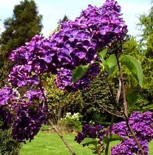 lilac blue flowers - lilac tree