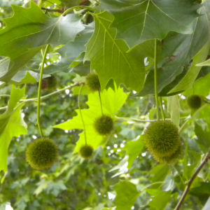 london plane seed pod