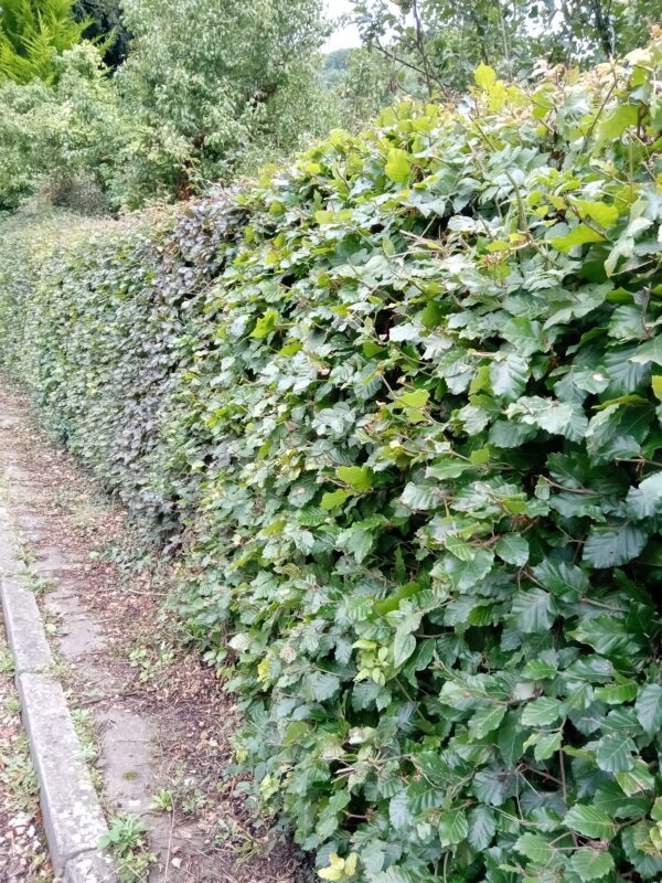 Green Beech Hedging