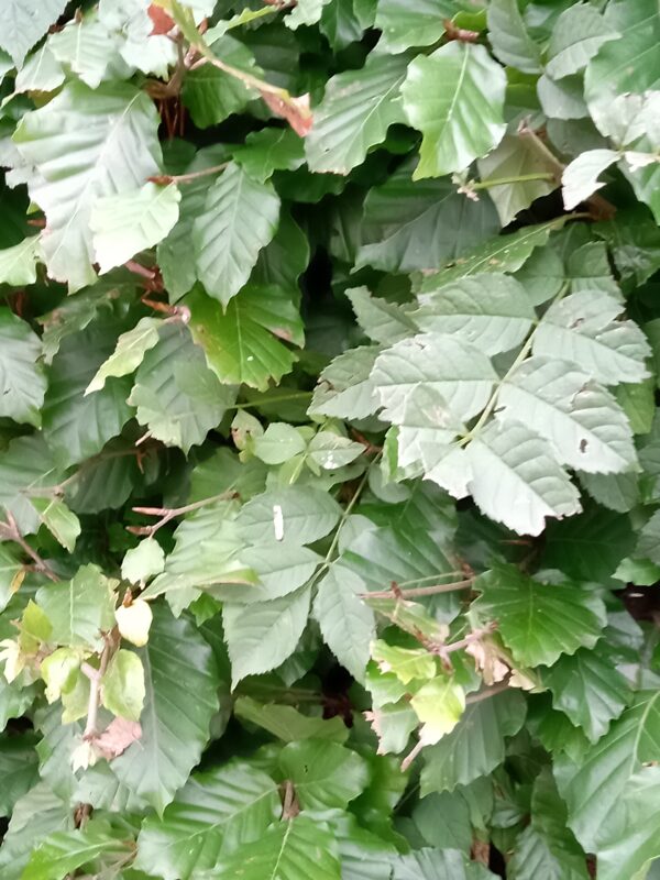 Green Beech Hedging - Image 2