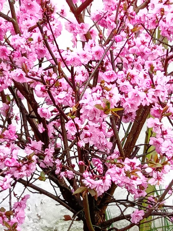 early blossom in March