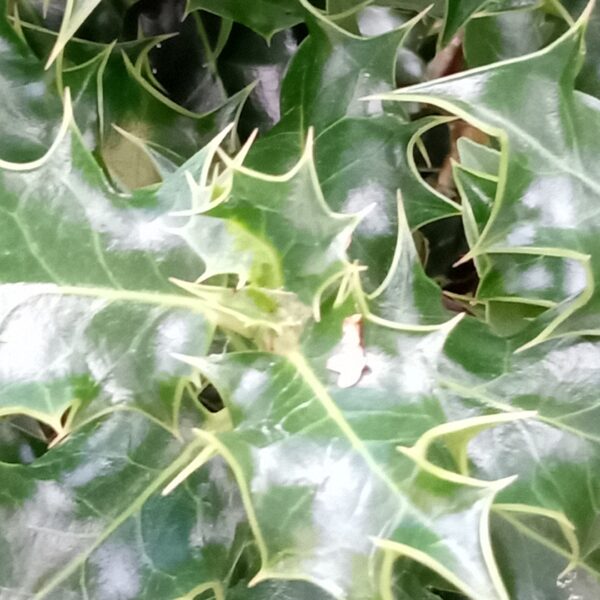 Holly Hedging Plants - Evergreen
