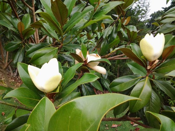 Magnolia Grandiflora evergreen