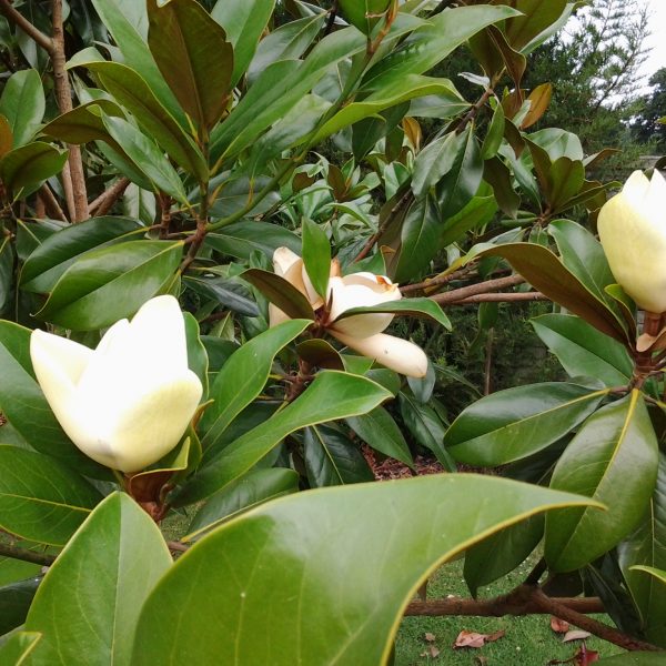 Magnolia Grandiflora evergreen