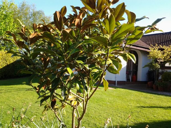 magnolia grandiflora evergreen