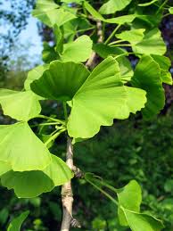 maidenhair leaf