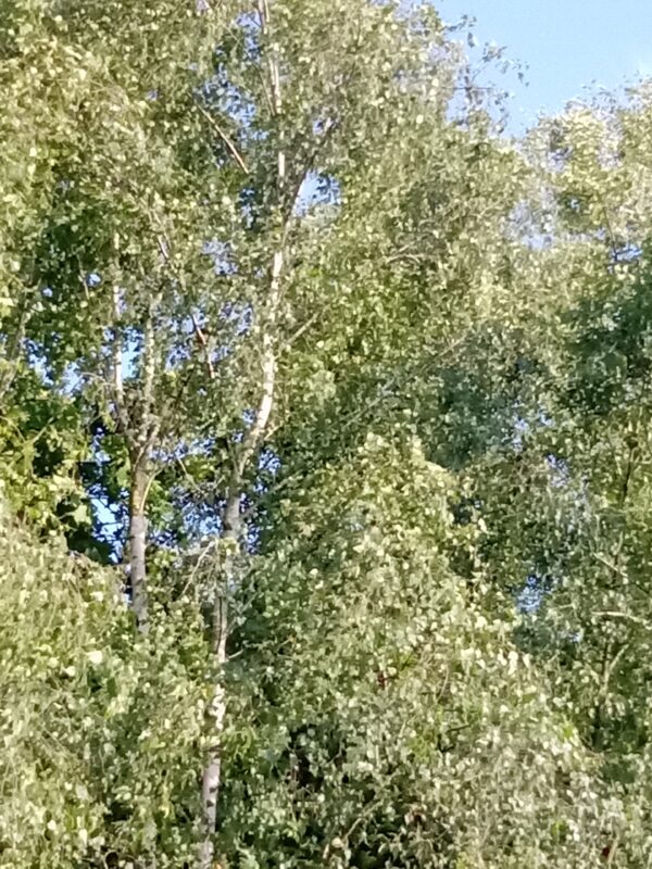 Silver Birch Tree