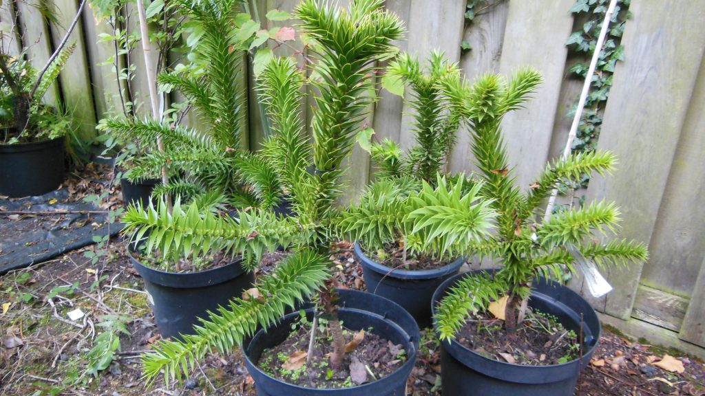 monkey puzzle tree