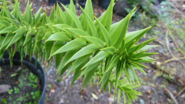 Monkey Puzzle Trees - Image 2