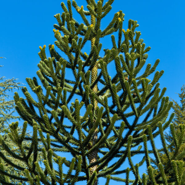 Monkey puzzle tree