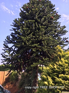 Monkey puzzle tree