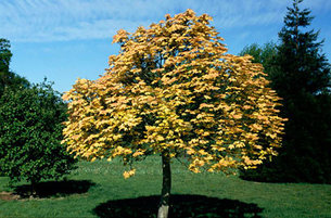 Mop Headed Sycamore (Acer Brilliantissimum)