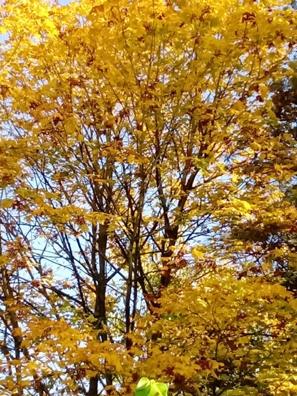 Sycamore Tree - Image 3