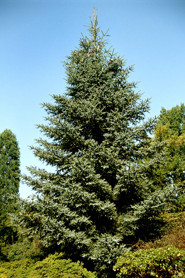 Noble Fir Tree