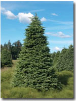 noble fir tree