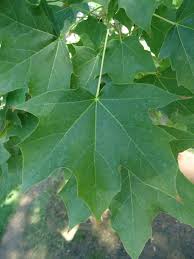 norway maple leaves