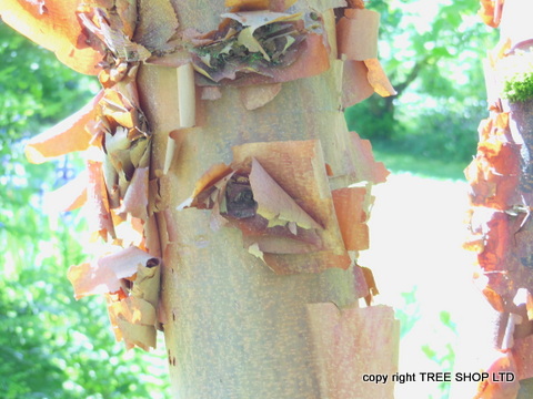 Paper Birch, Bates Canopy