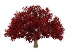 persian ironwood tree