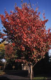 pillar apple malus tschonoskii trees