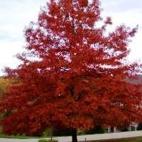 pin oak tree